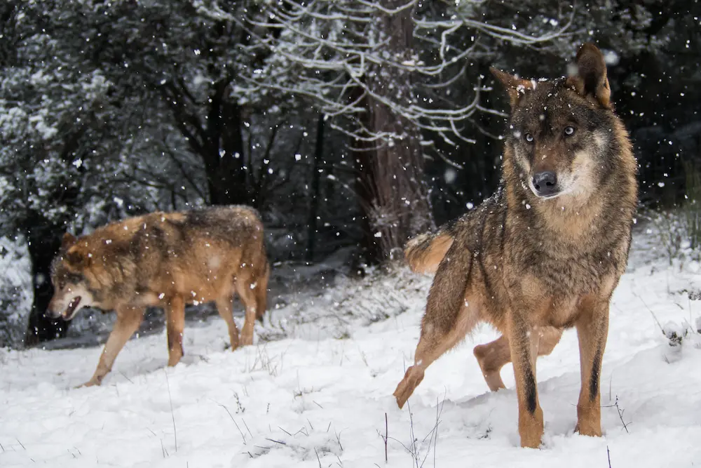 Iberian Wolves