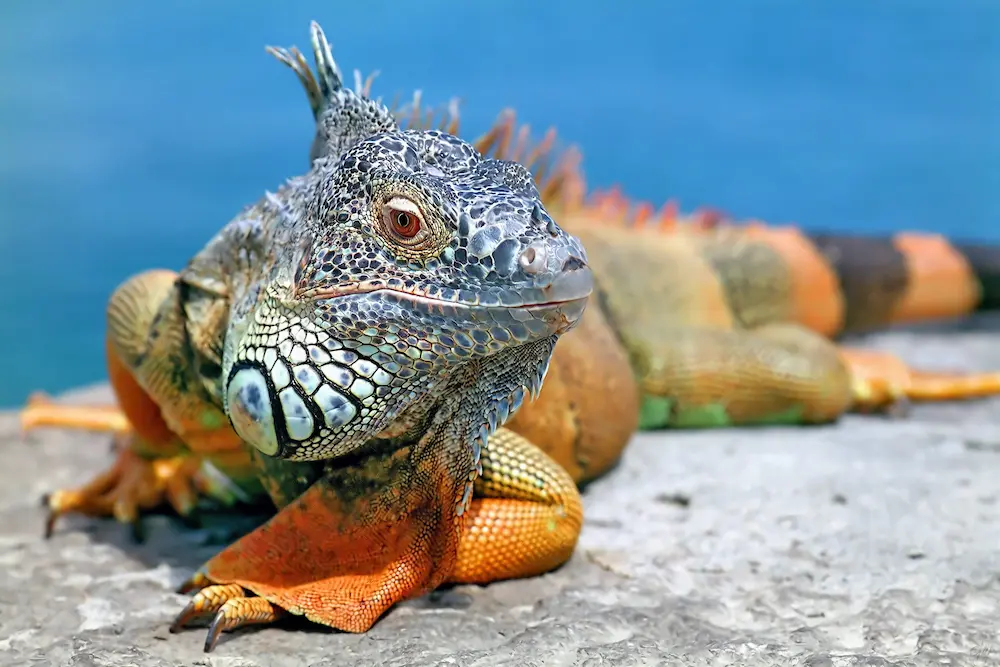 Iguana