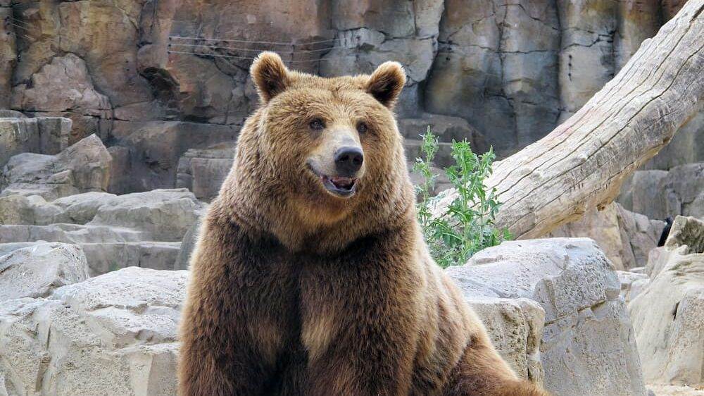Happy Brown Bear