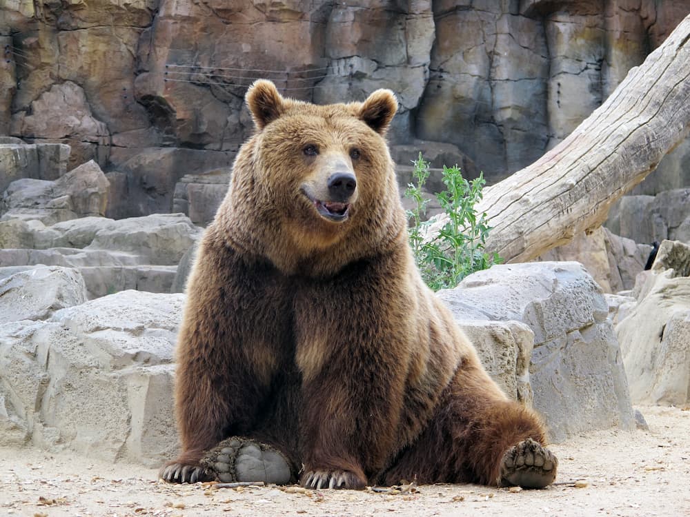 Happy Brown Bear