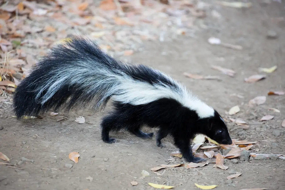 Skunk Names (240 Awesome Naming Ideas) - Blog Of Tom