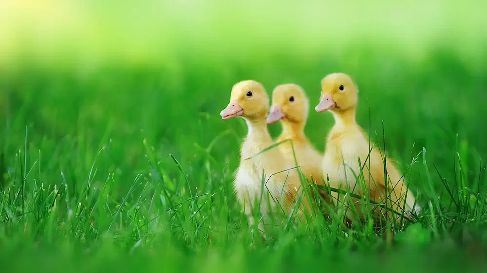 Ducklings