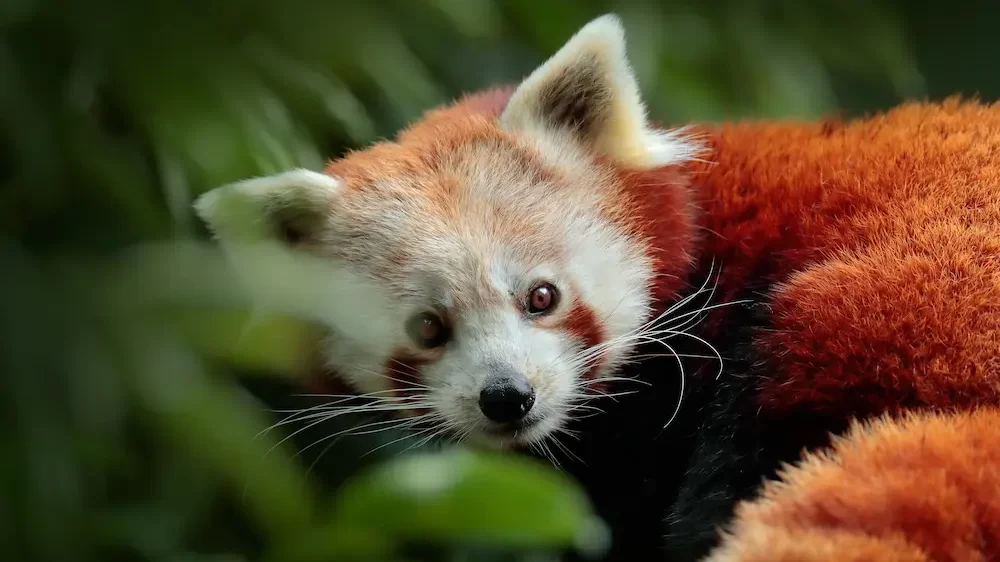 Red Panda Bear