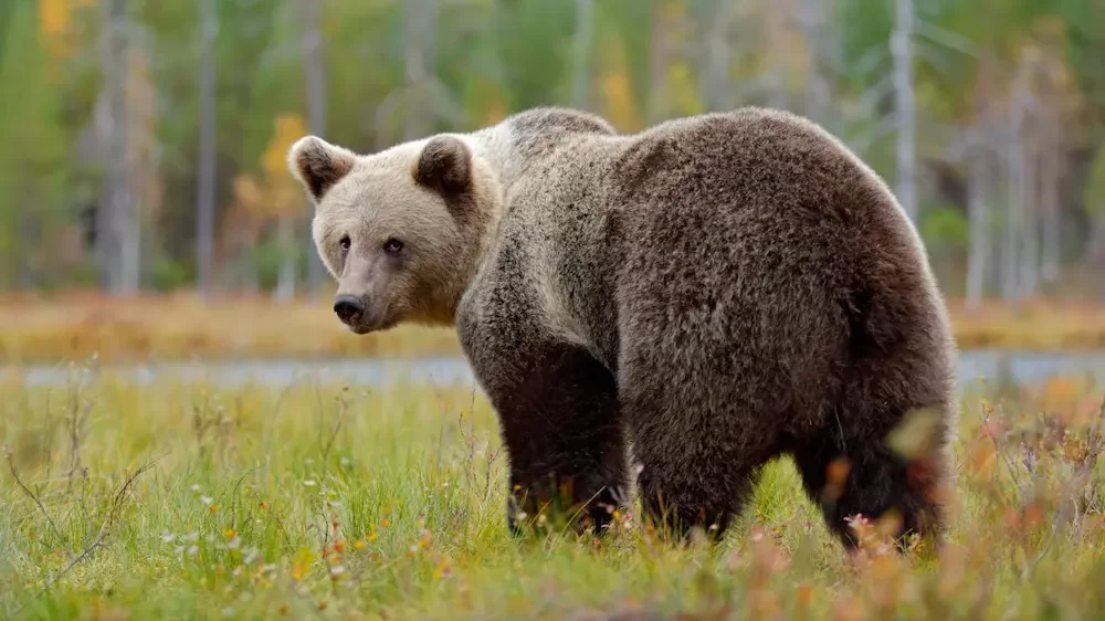 Big Brown Bear