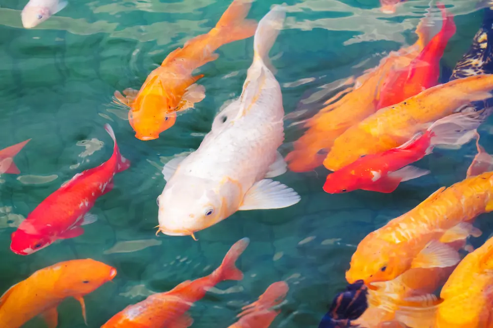 Beautiful Koi Fish