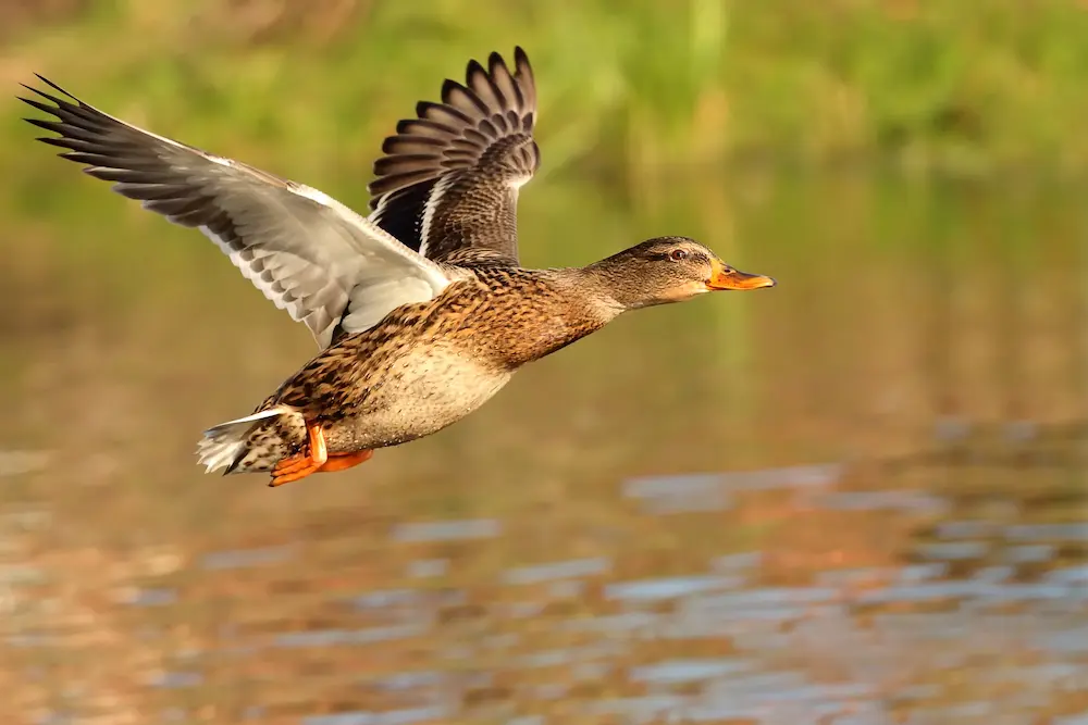 Duck Flying