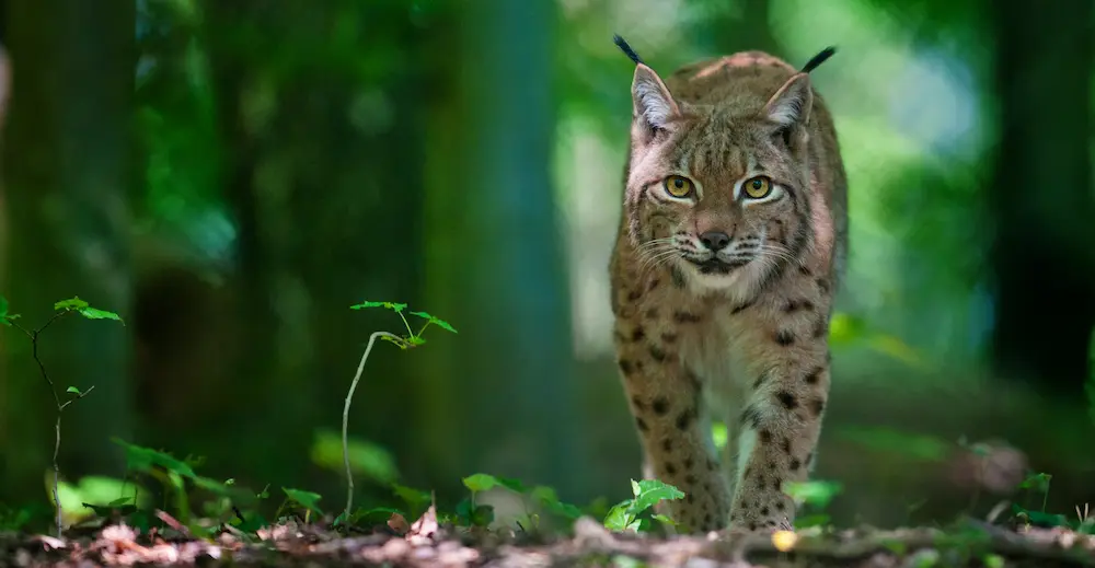 Lynx