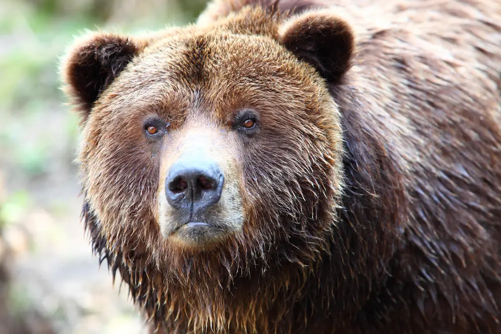 Brown Grizzly Bear