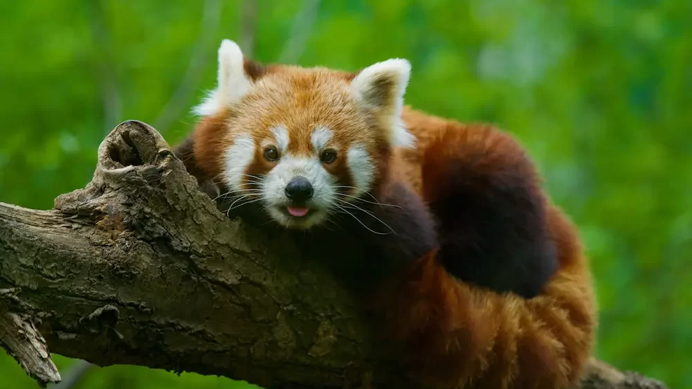 Red Panda Bear