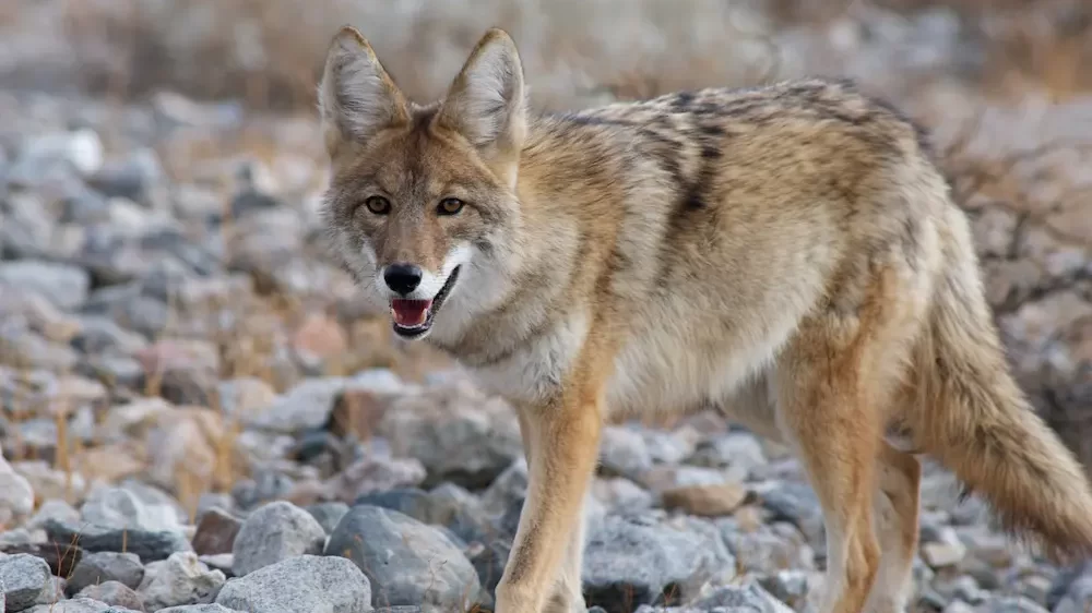 Coyote Names (381 Awesome Naming Ideas) - Blog Of Tom