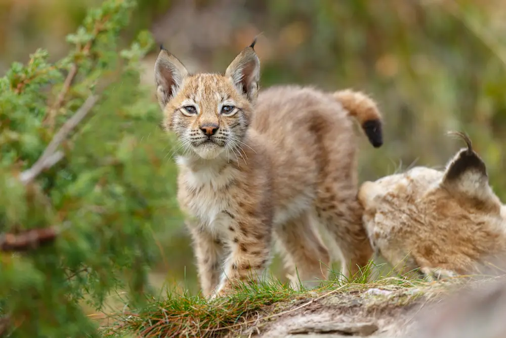 Lynx Cub