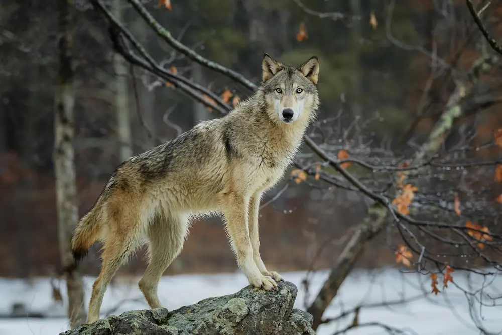 Wolf Names (Cool, Cute, & Funny Ideas For Males And Females)