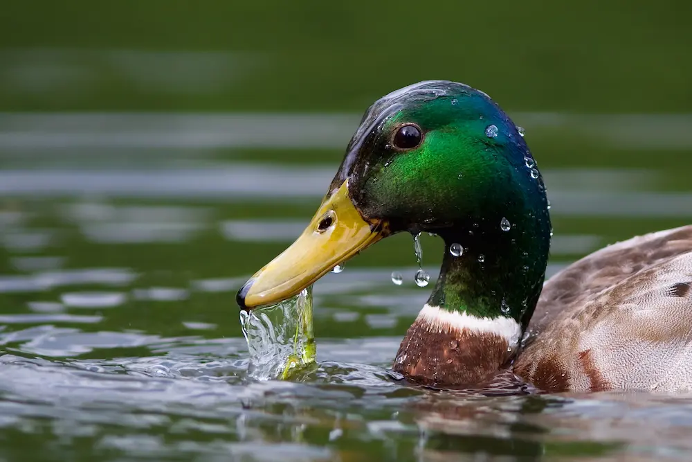 Duck Mallard