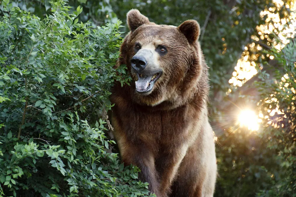 Large Grizzly Bear