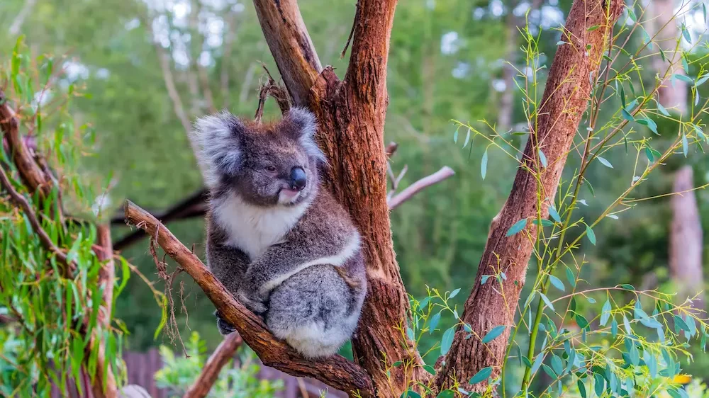 Koala