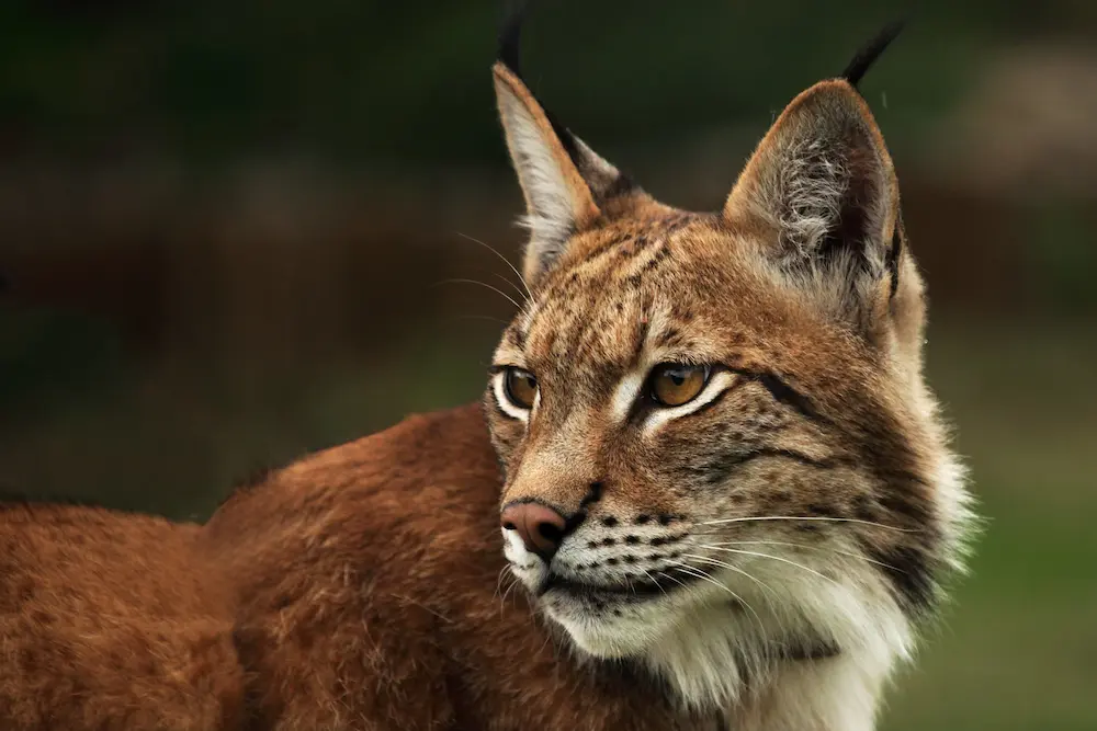 Lynx