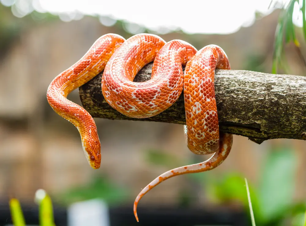 Corn Snake