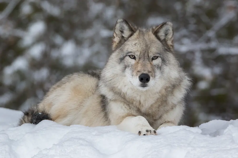 Gray Wolf