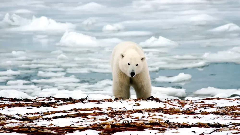 Polar Bear