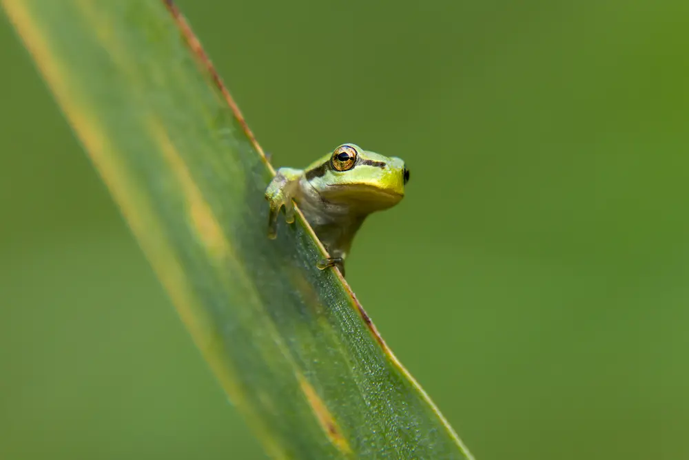 Green Tree Frog