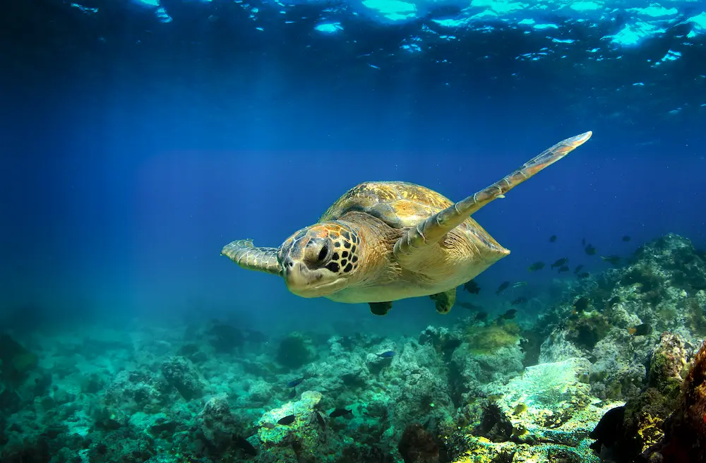 Turtle Swimming In The Sea