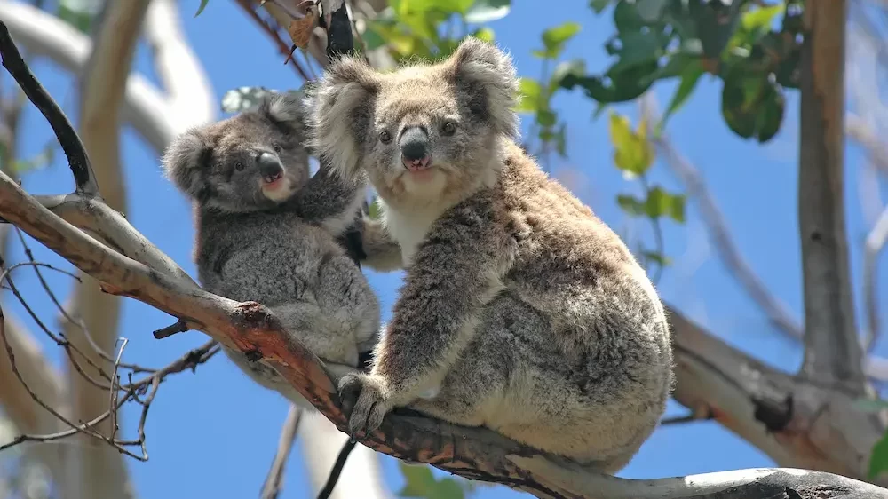 Koala