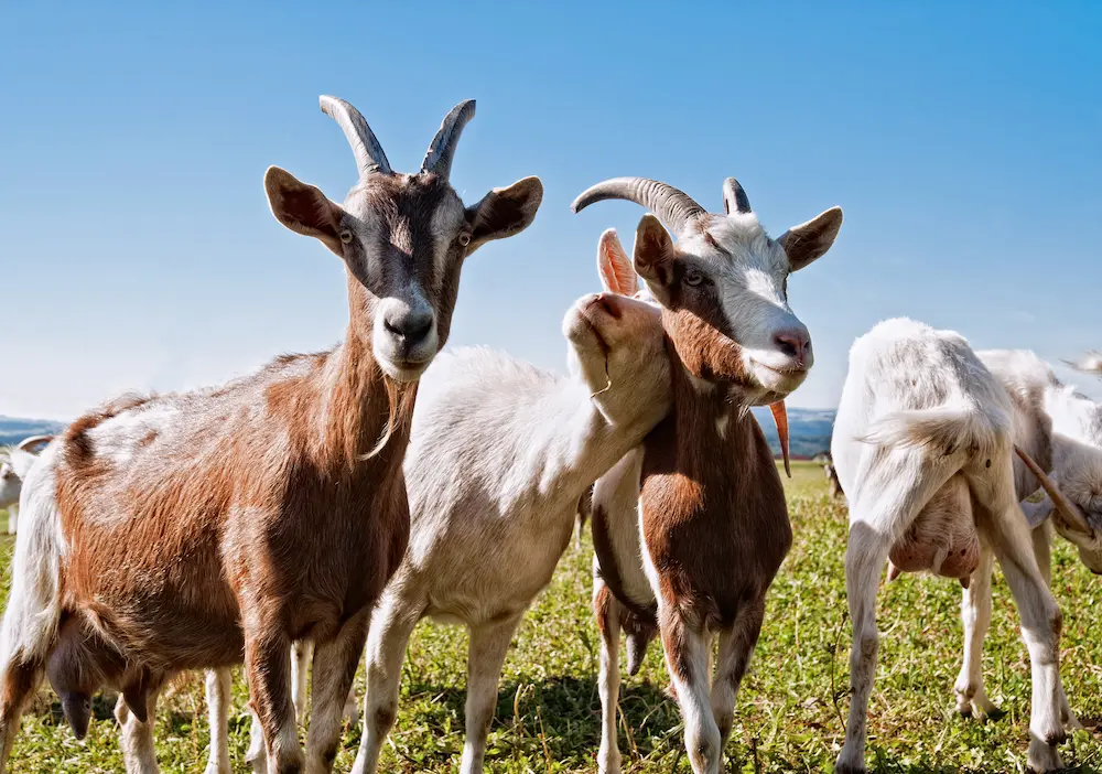Goats