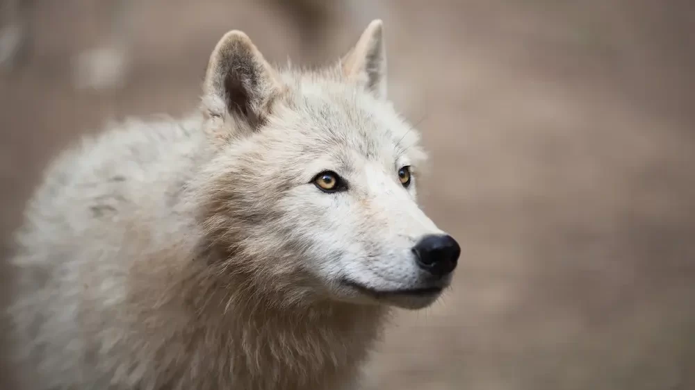 Artic Wolf White Wolf