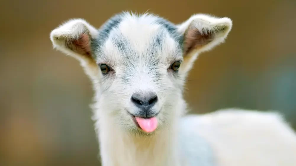 Cute Goat