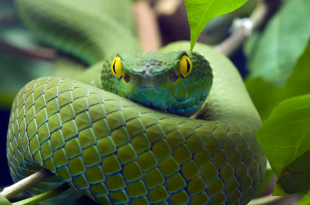 Green Snake