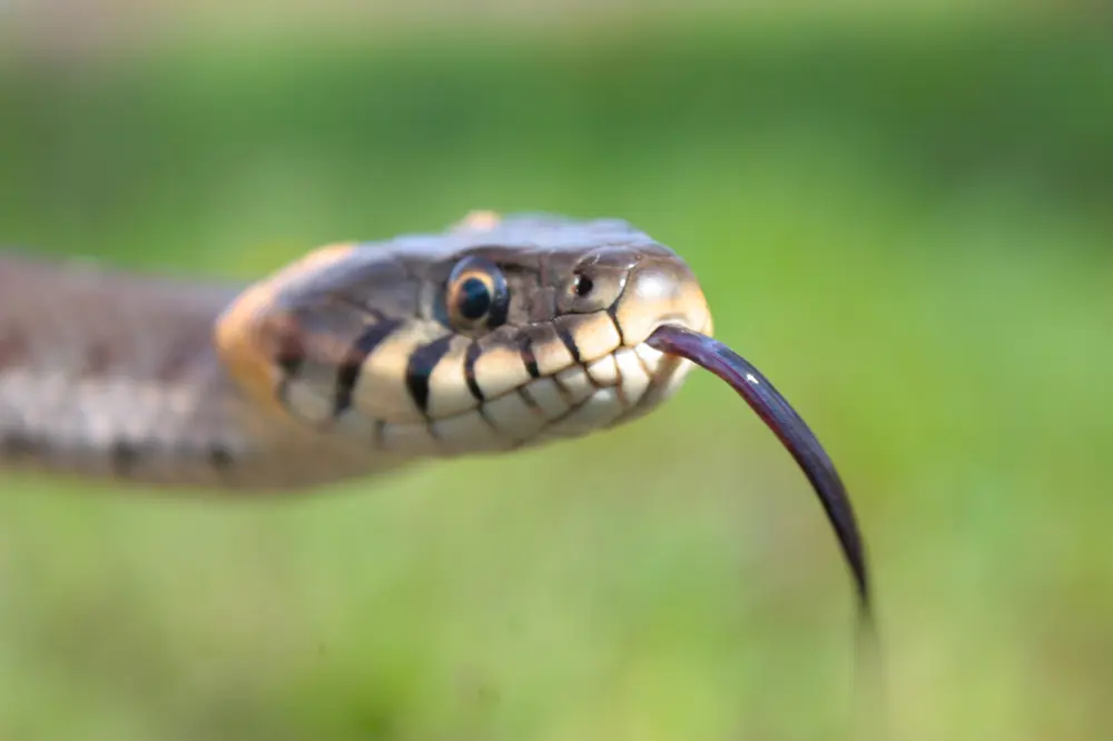 Grass Snake