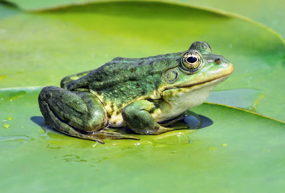 Marsh Frog