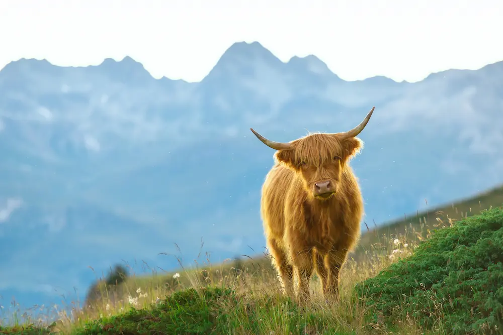 Scottish Highland Cow