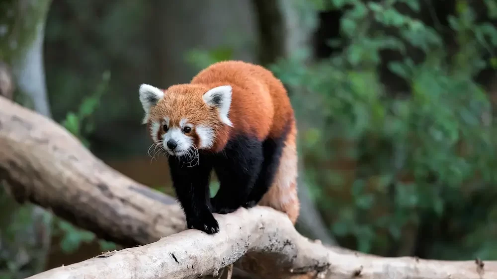 Red Panda Bear