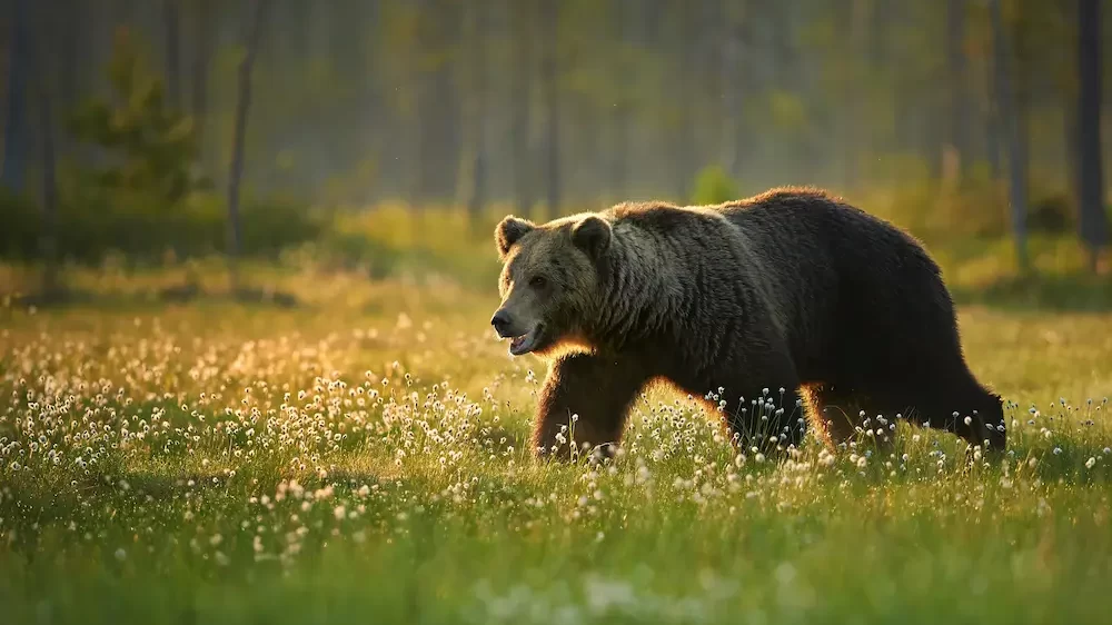 Big Male Brown Bear