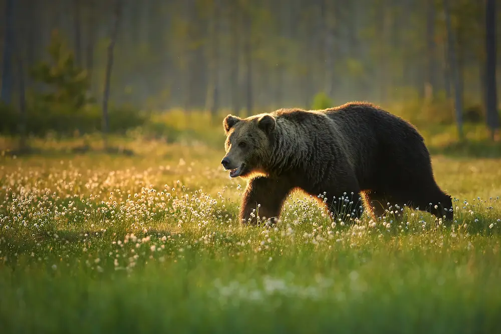 Big Male Brown Bear