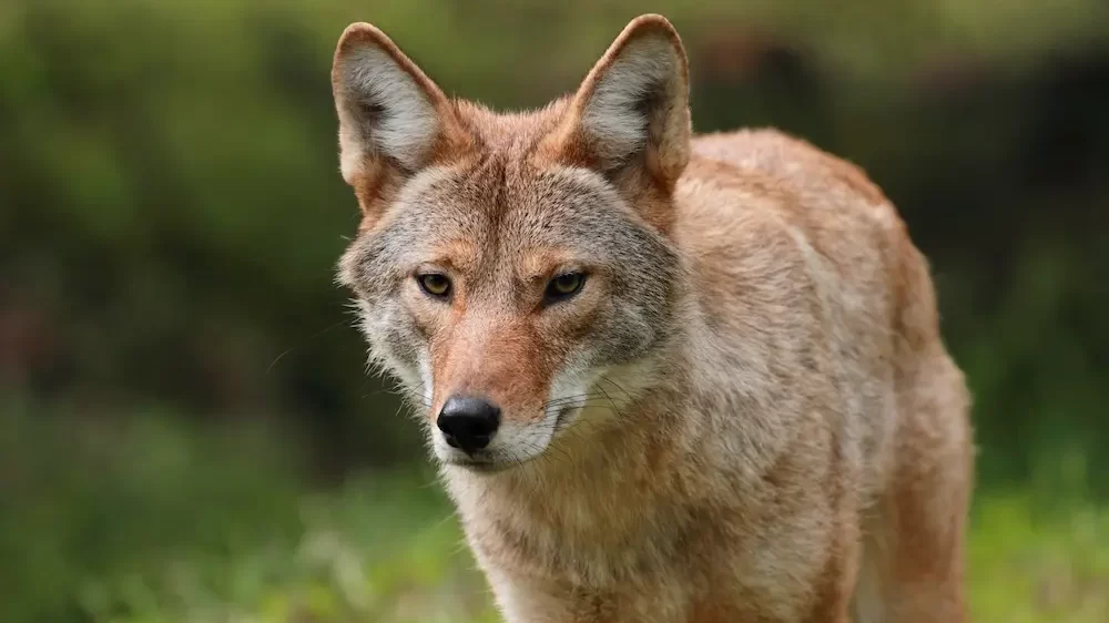 Coyote