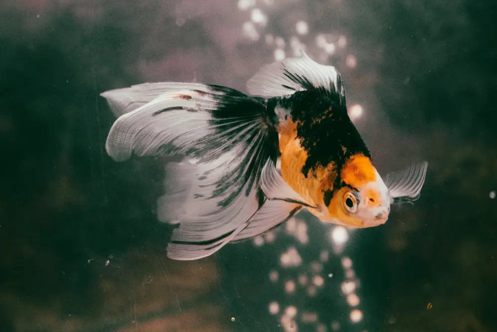 Fancy Goldfish