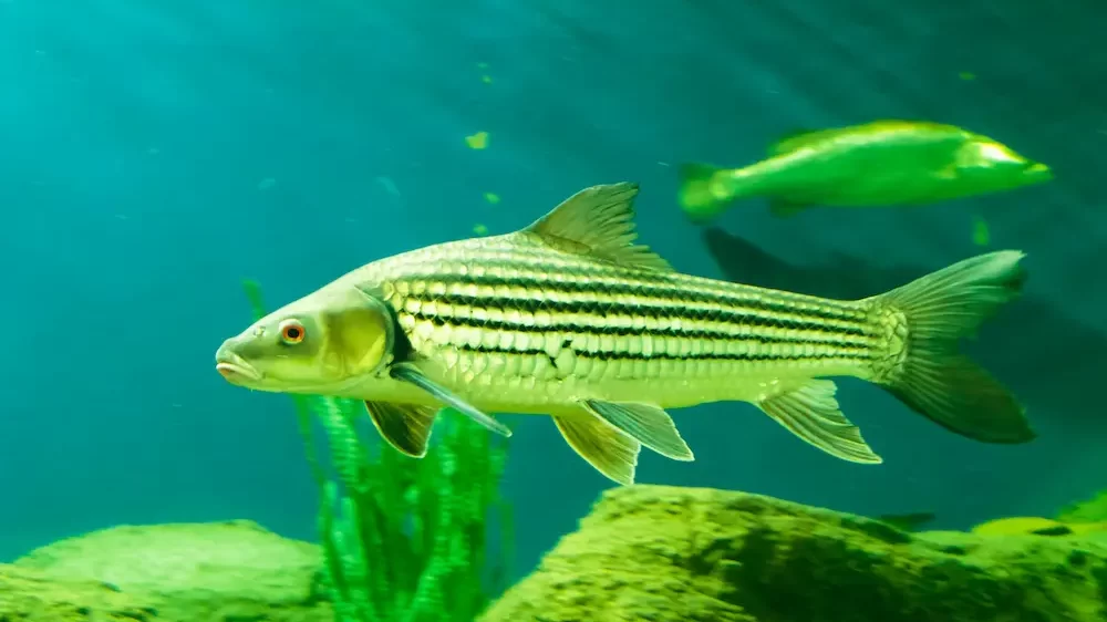 Seven-Striped Barb