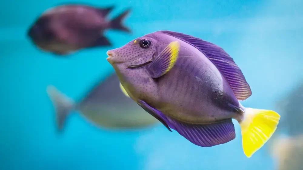 Exotic Tropical Purple Fish