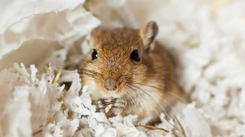 Gerbil