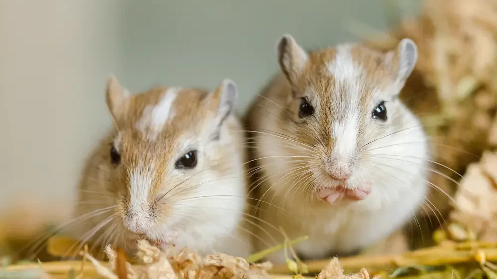 Mongolian gerbils