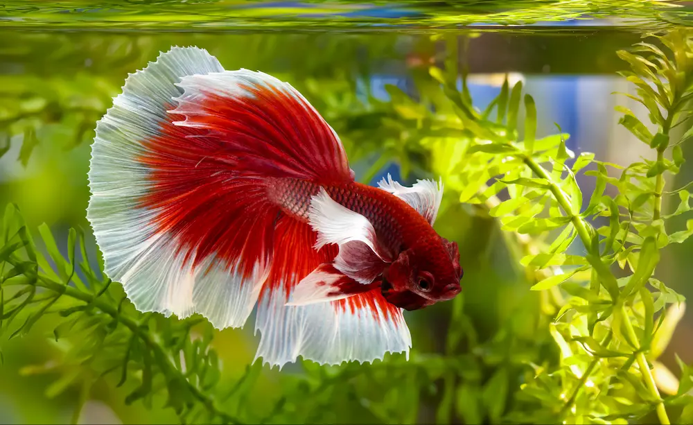 Red And White Betta Fish