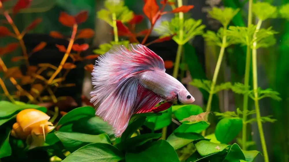 Pink Betta Fish