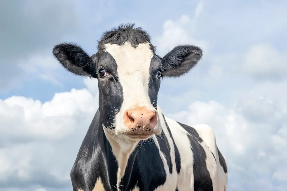 Black and white cow