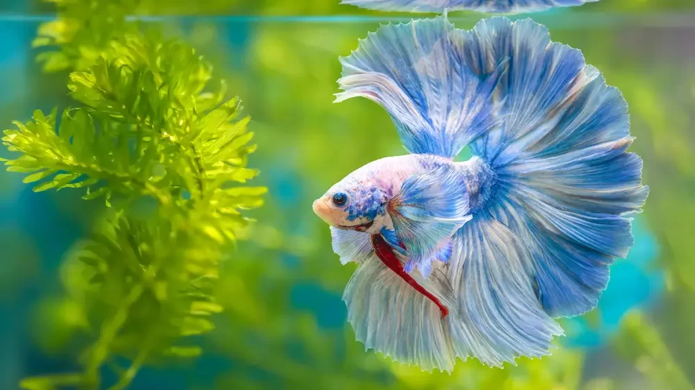 Betta Fish