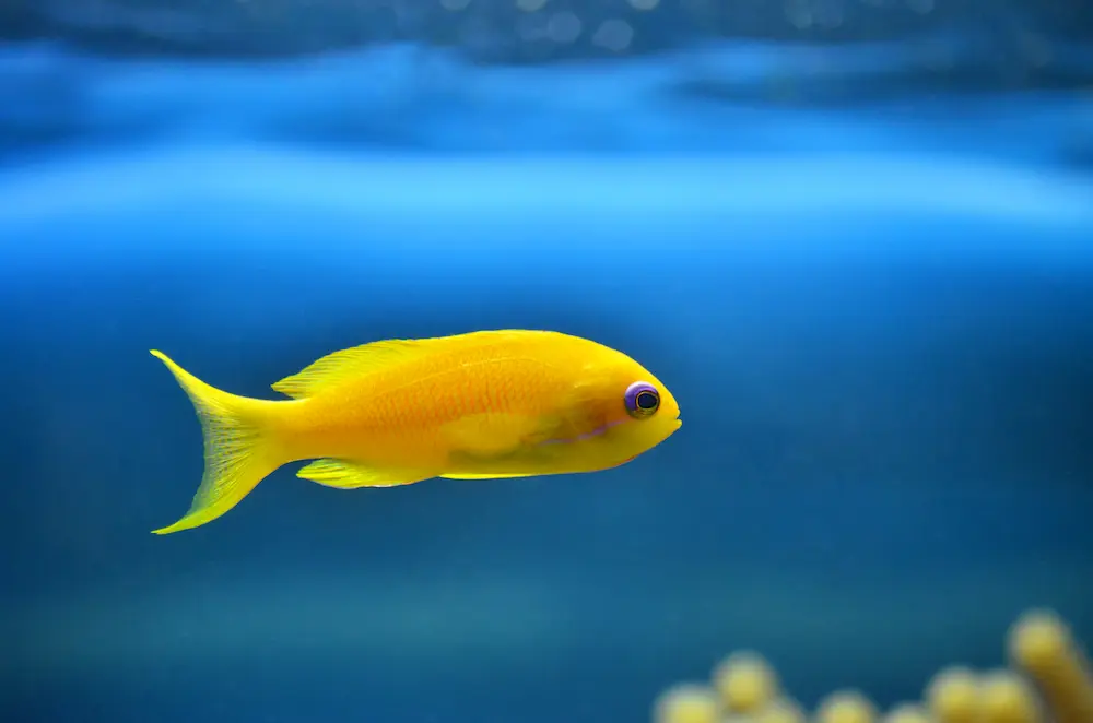 Yellow Fish