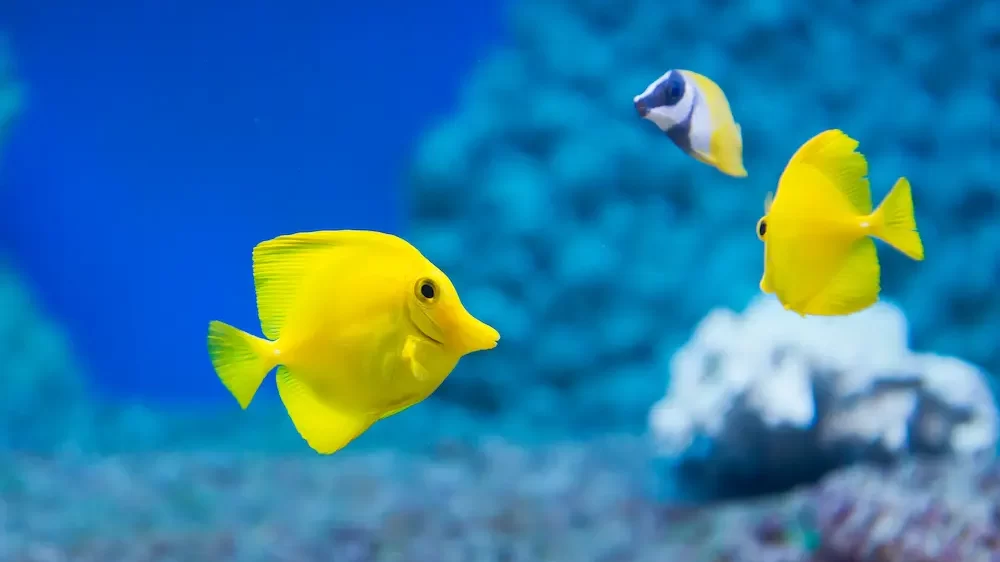 Yellow Fish