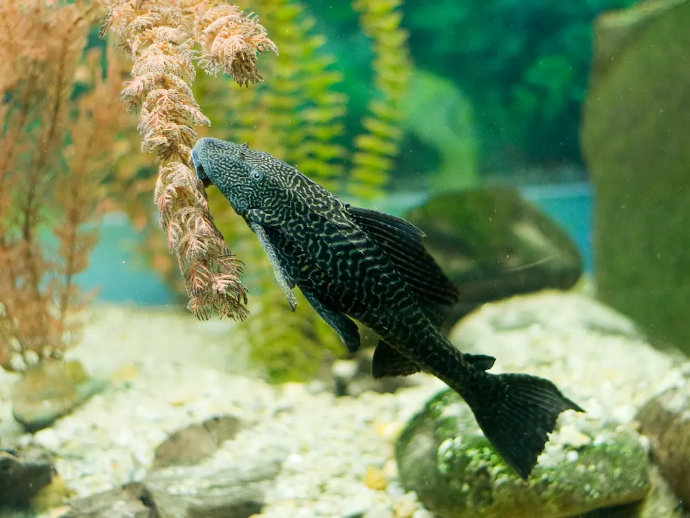Pleco Fish Feeding On Algae In Aquarium