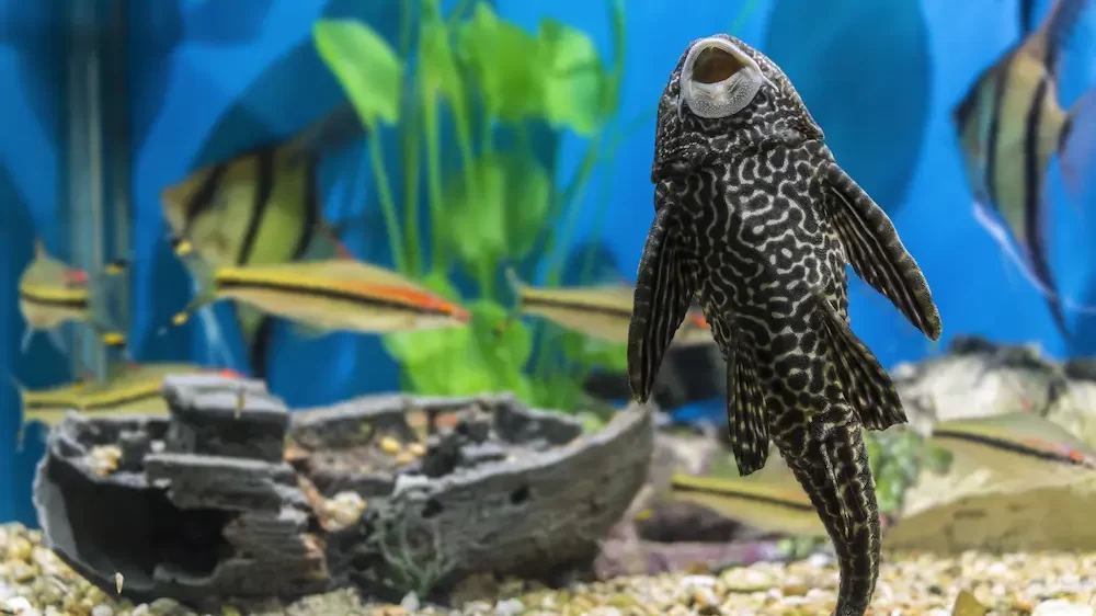 Fish Sucker Plecostomus In- A Small Beautiful Aquarium